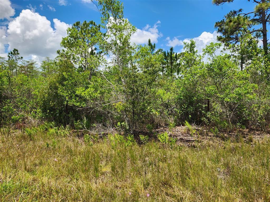 HOLOPAW GROVES RD, ST CLOUD, FL, 34771