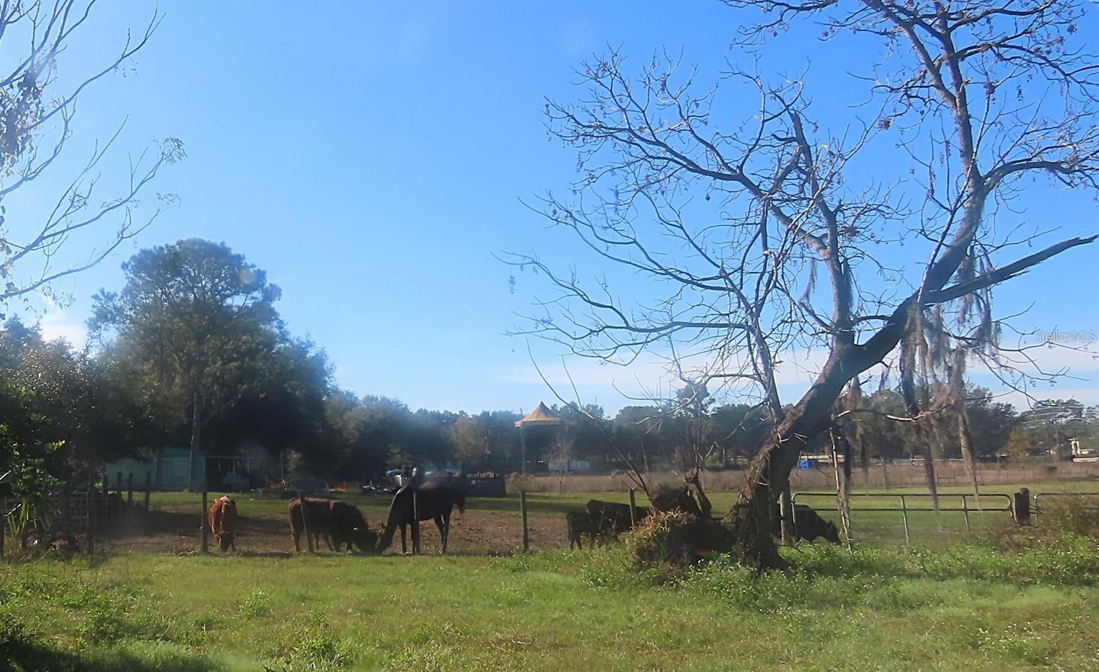 33916 COUNTY ROAD 437, SORRENTO, FL, 32776