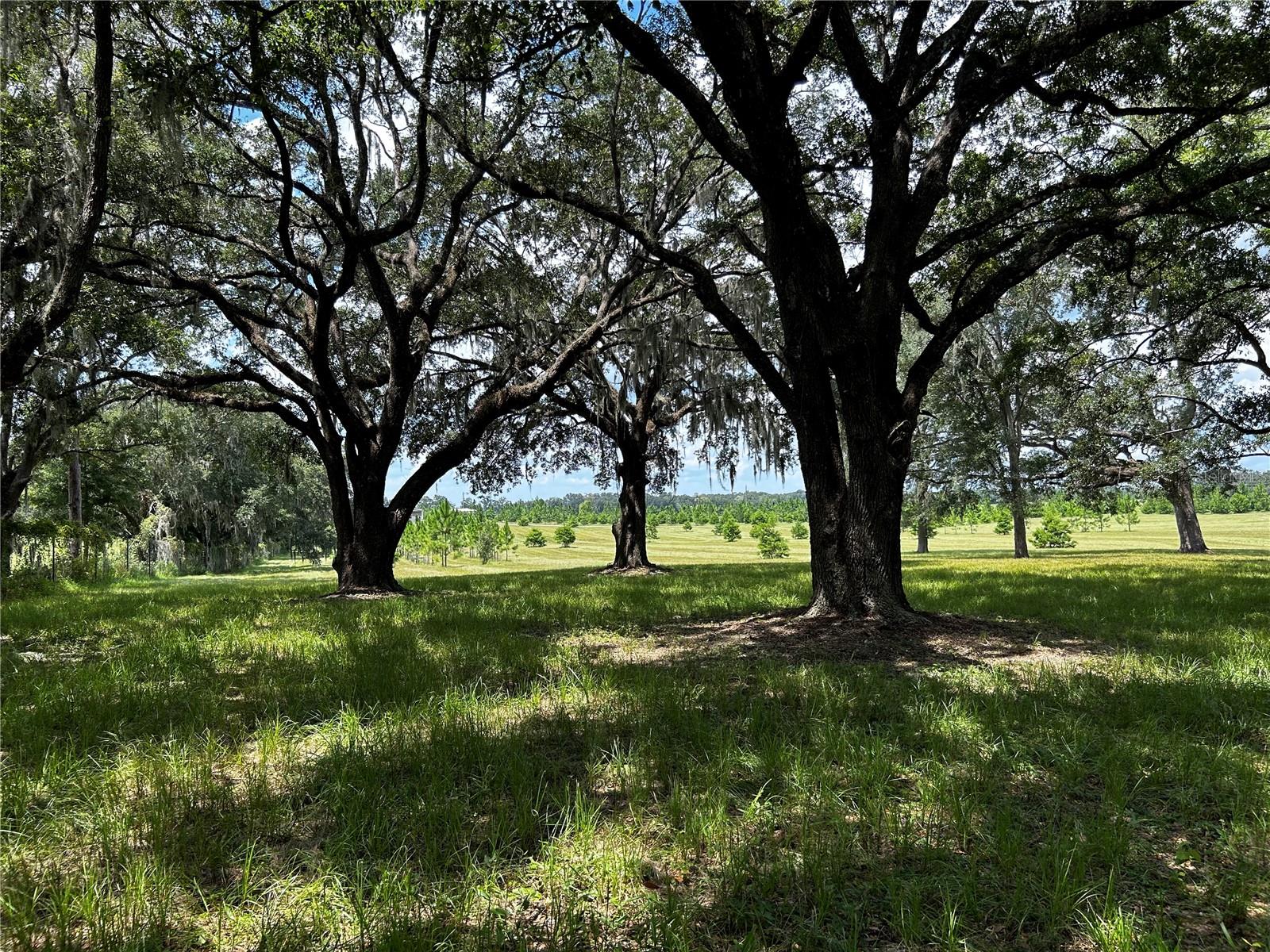 16470 N US HIGHWAY 27, WILLISTON, FL, 32696
