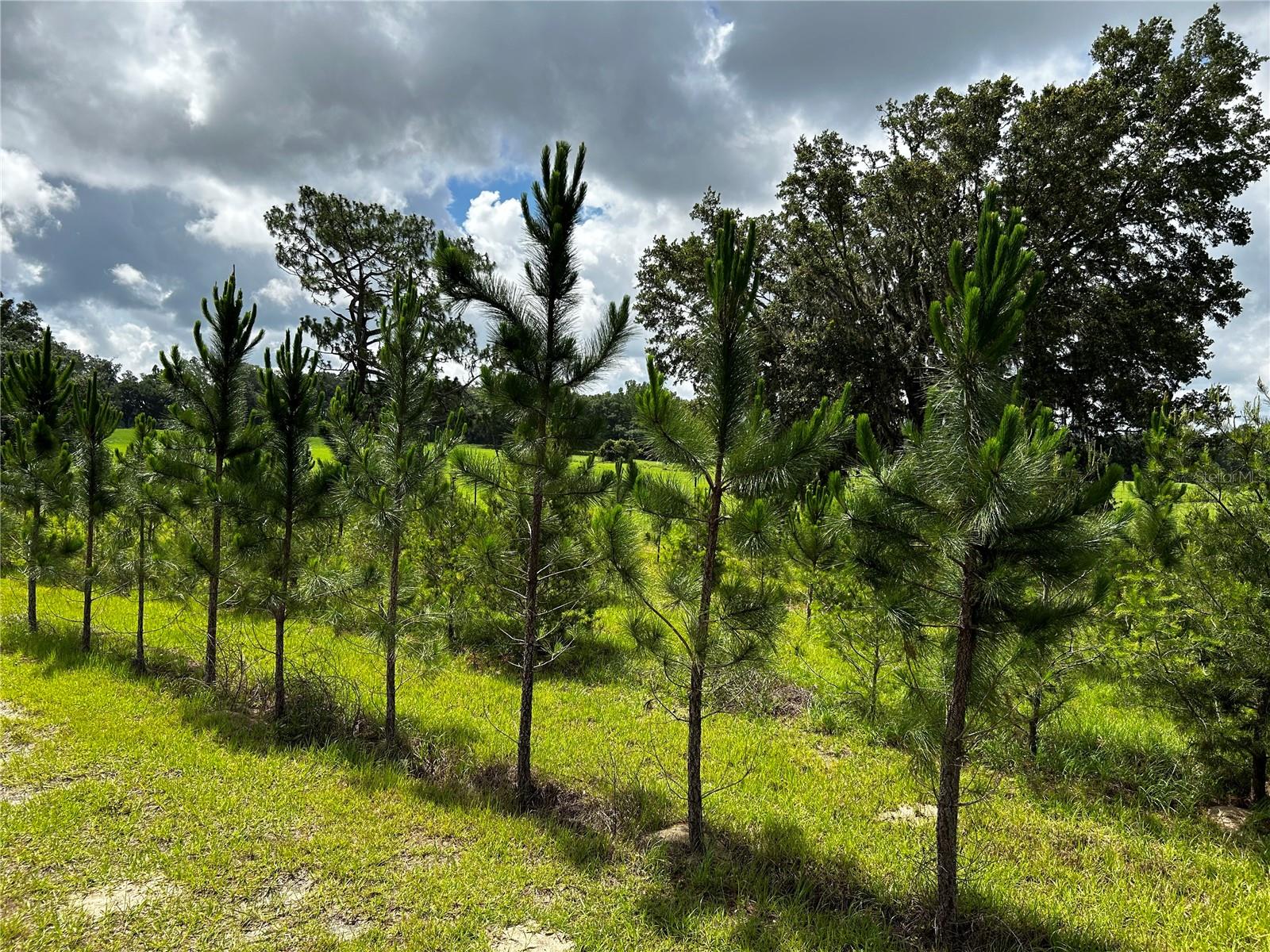 16470 N US HIGHWAY 27, WILLISTON, FL, 32696