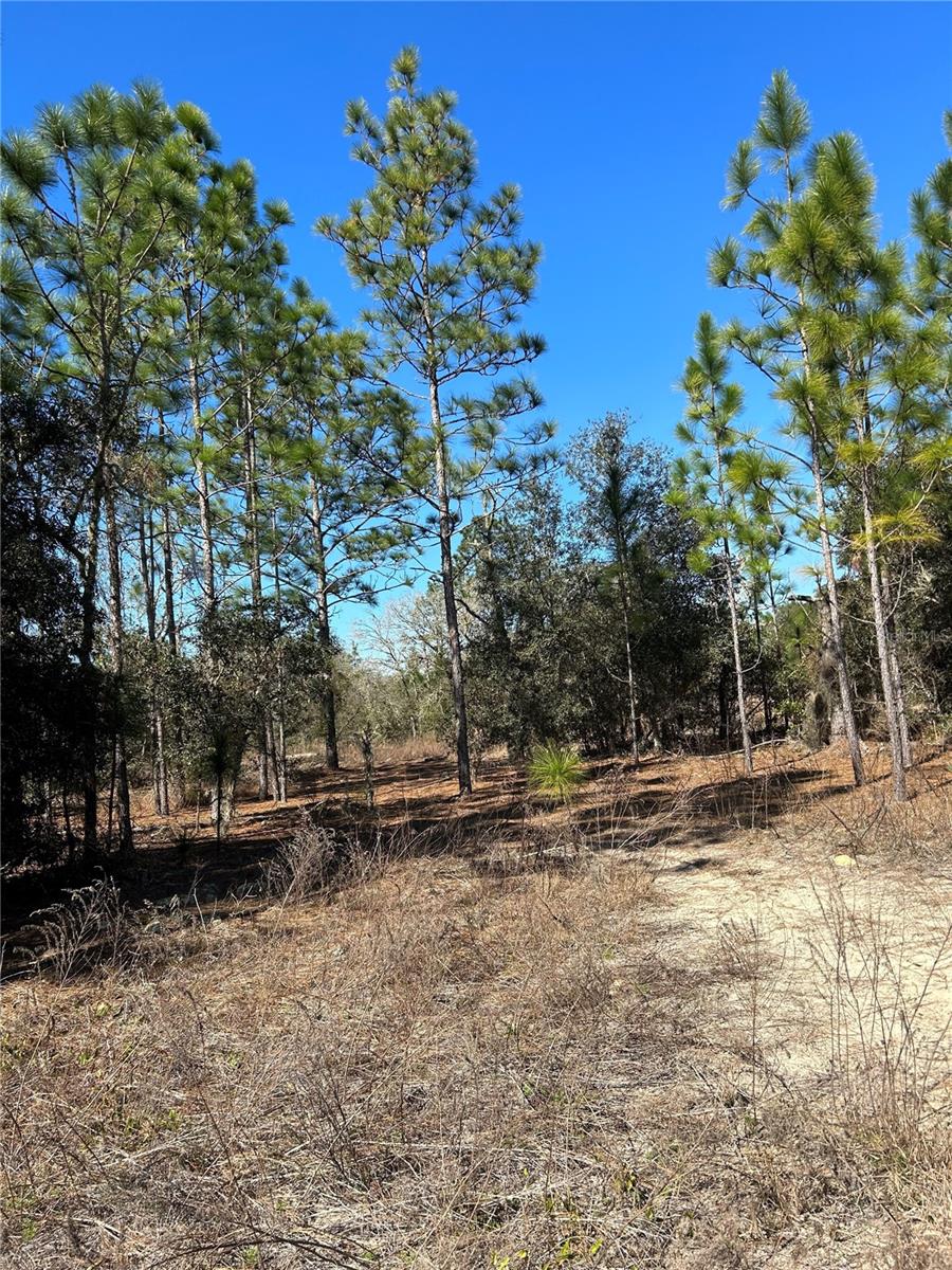 TBD EVERGREEN CT, DUNNELLON, FL, 34431