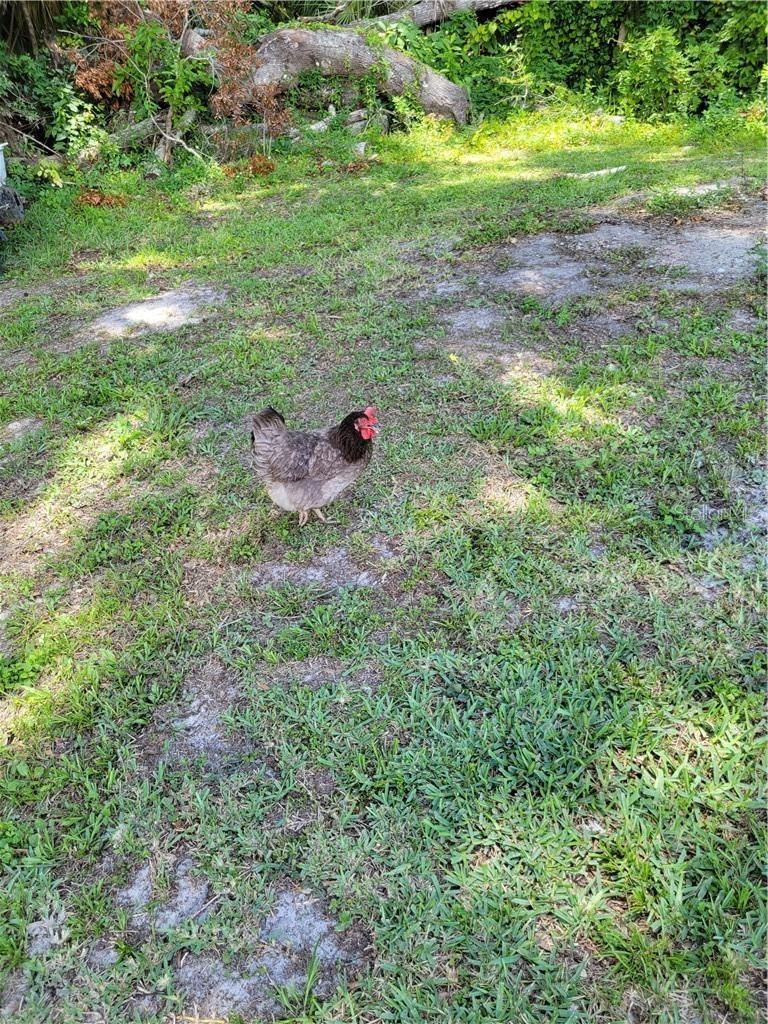 4902 S ROEBUCK WAY, HOMOSASSA, FL, 34448