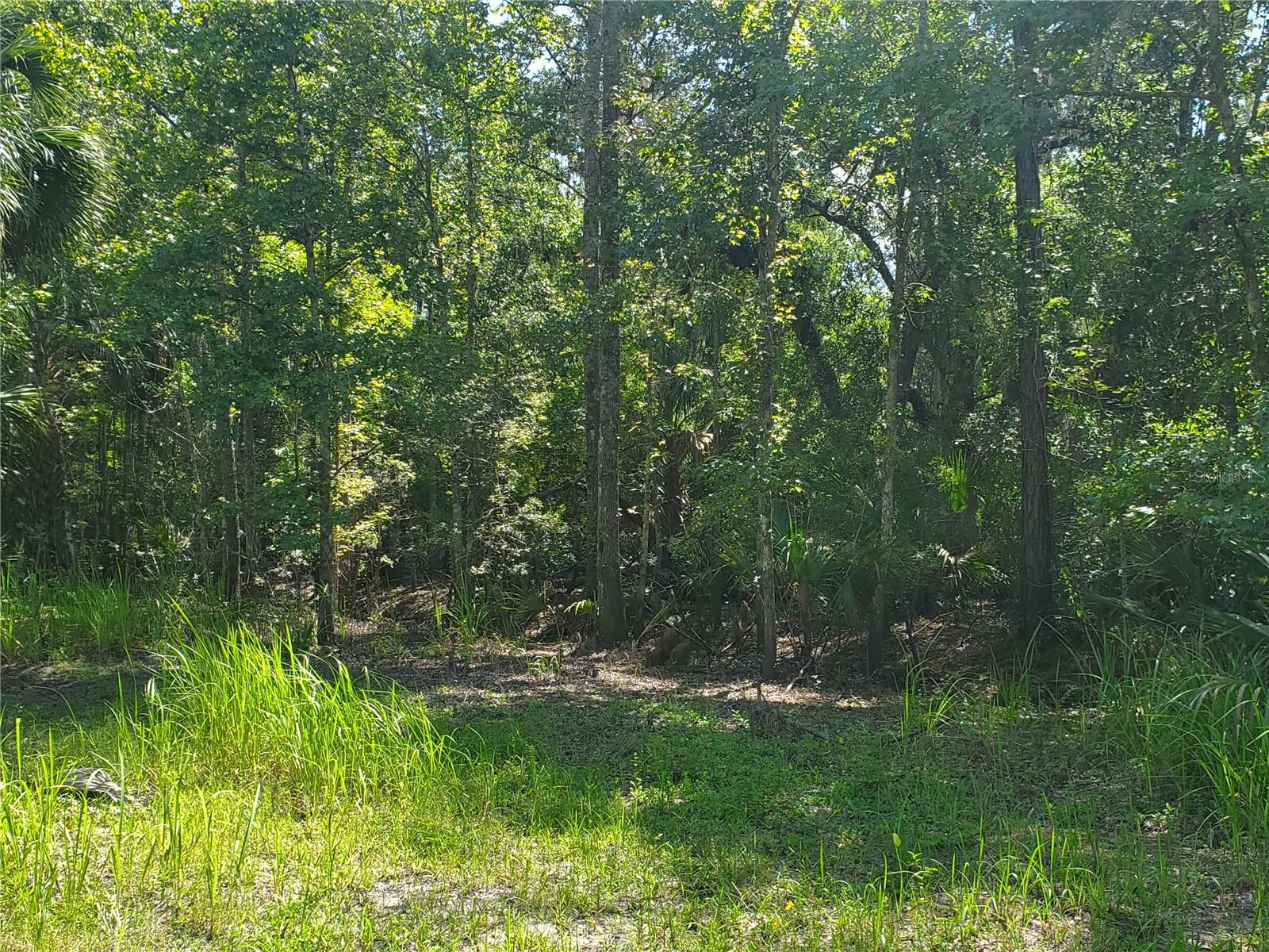 00 WITHLACOOCHEE PT, GENEVA, FL, 32732