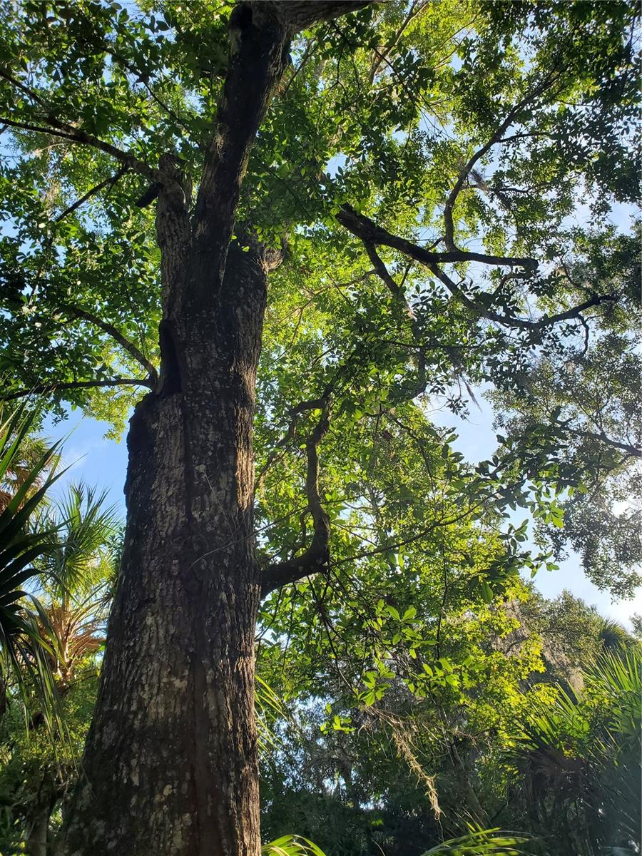00 WITHLACOOCHEE PT, GENEVA, FL, 32732