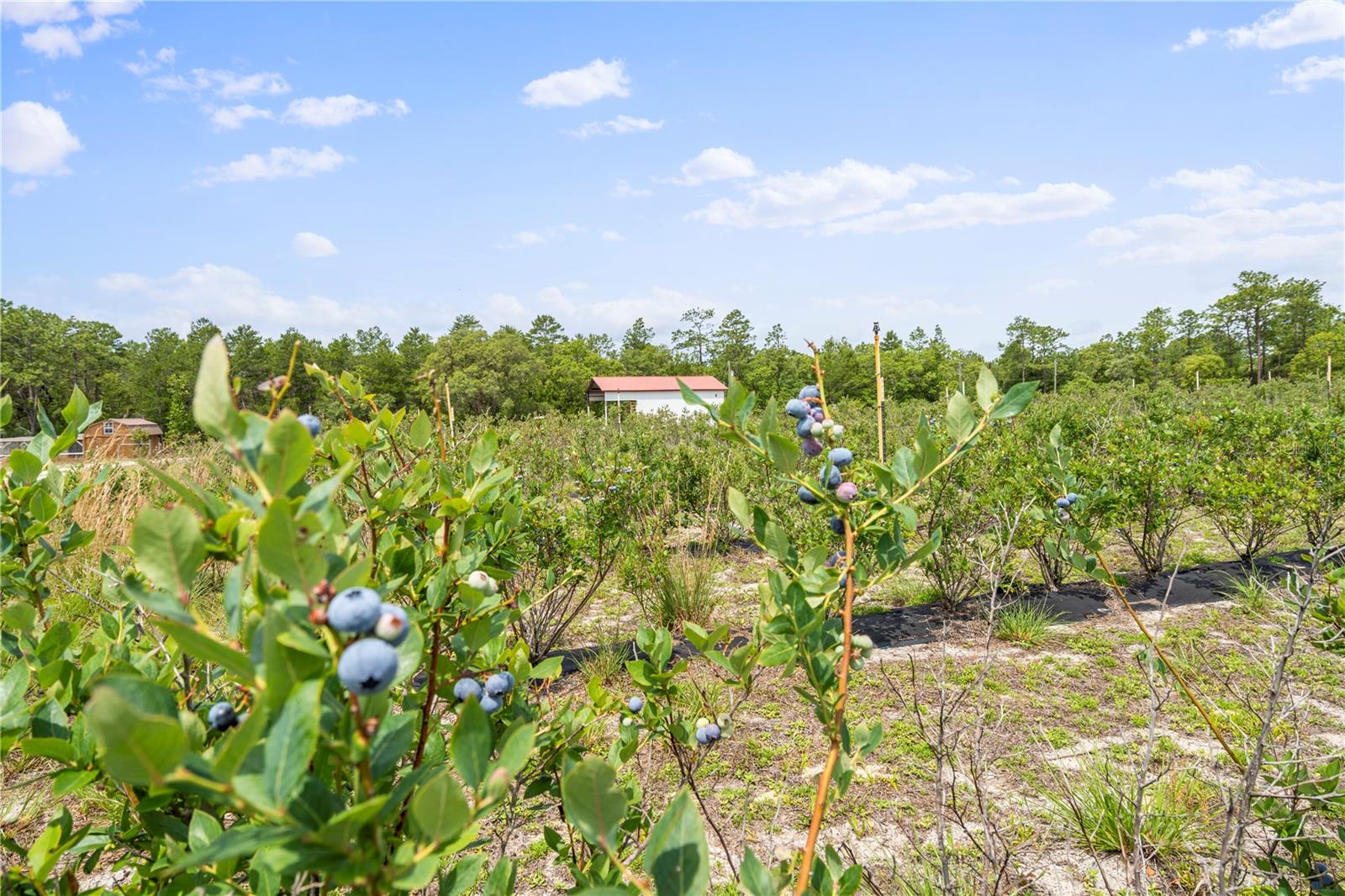 130 STRAWBERRY LN, POMONA PARK, FL, 32181