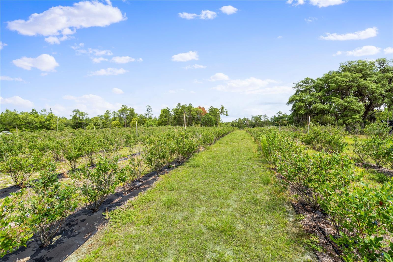 130 STRAWBERRY LN, POMONA PARK, FL, 32181