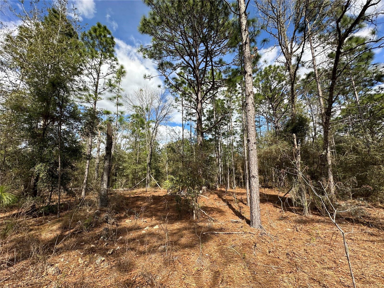 21491 SE 73RD PL, MORRISTON, FL, 32668