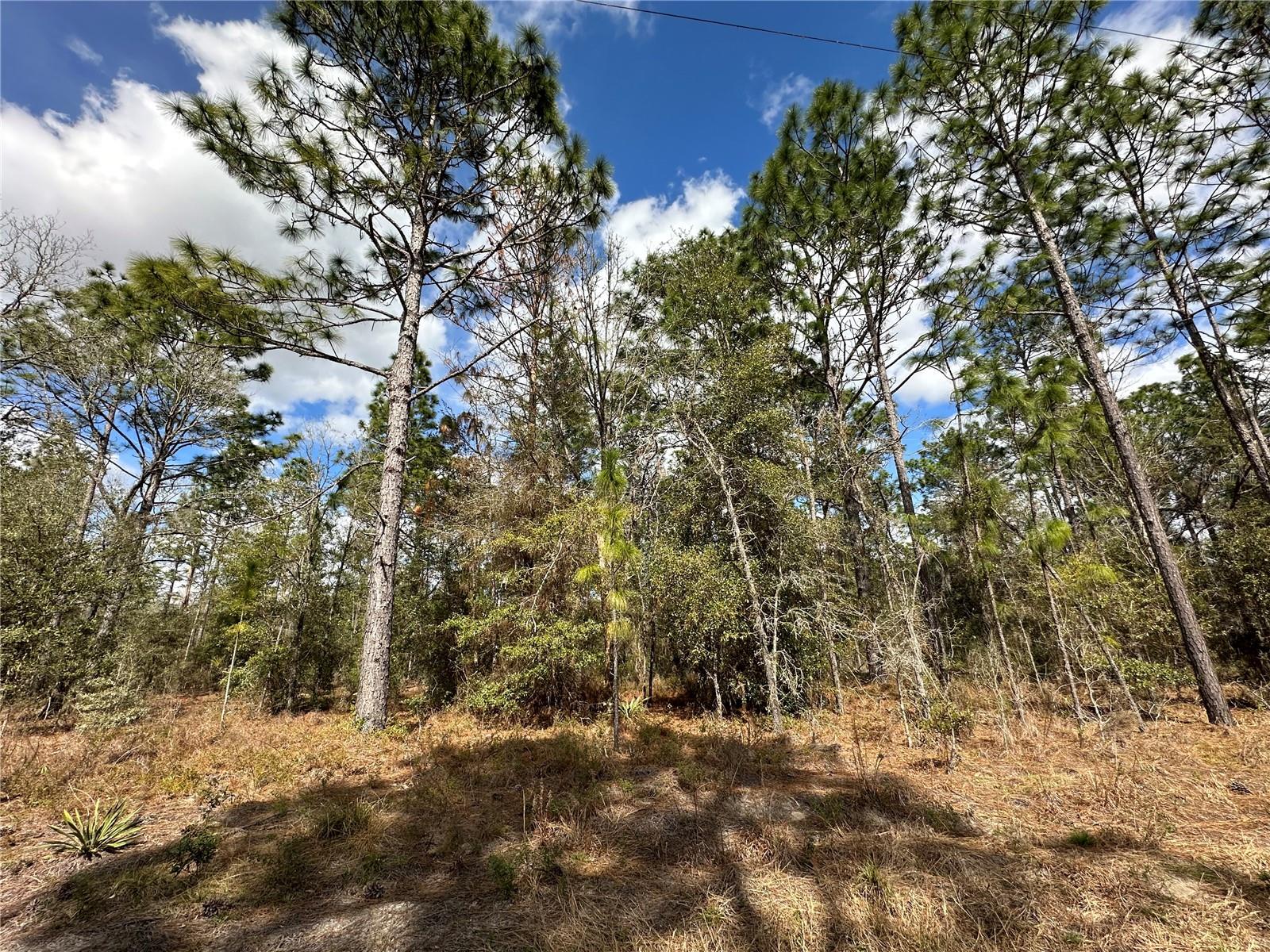 21491 SE 73RD PL, MORRISTON, FL, 32668