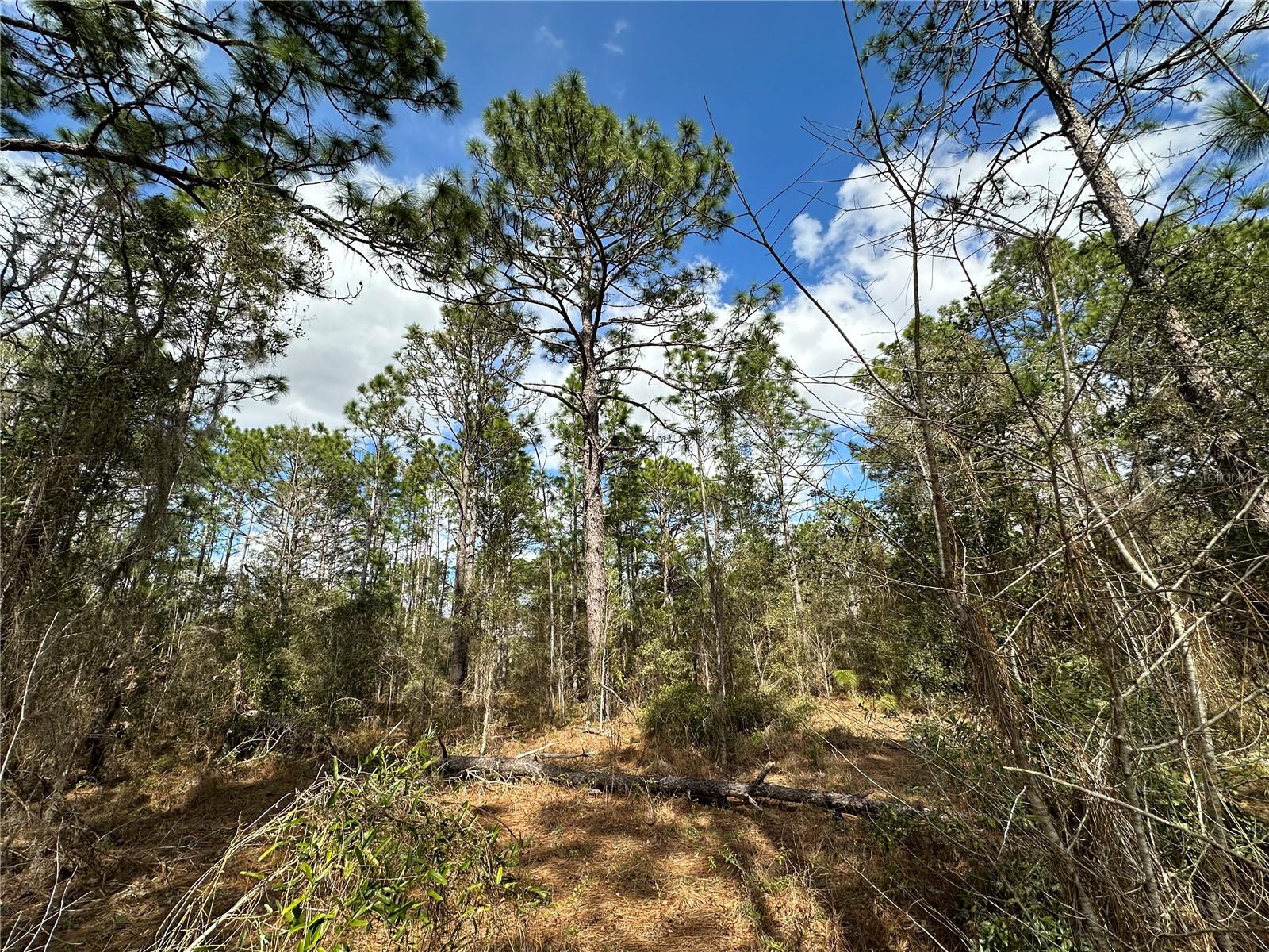 21491 SE 73RD PL, MORRISTON, FL, 32668