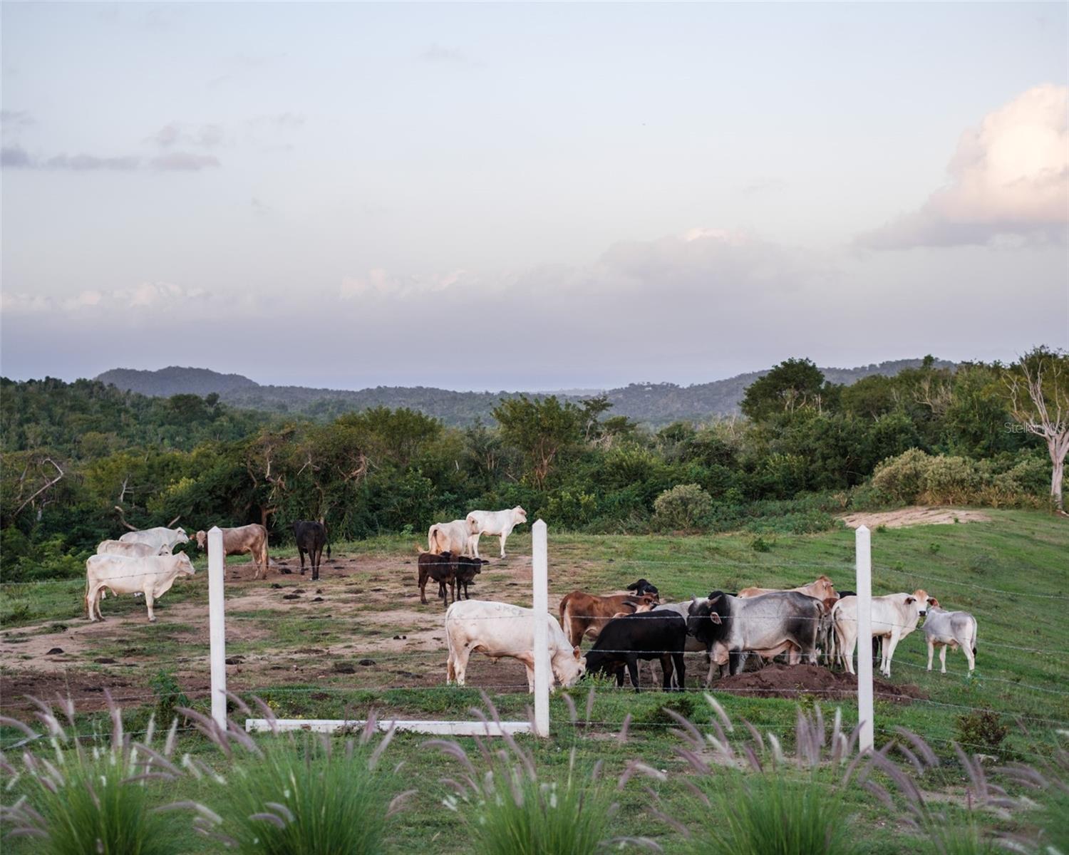 PR9101529 Property Photo