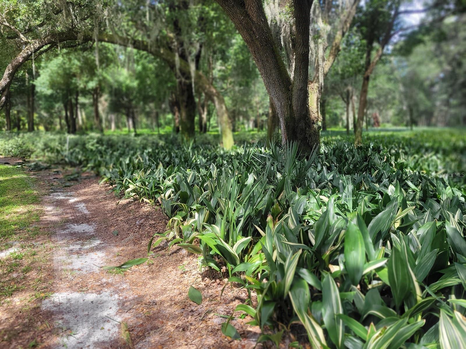 MINSHEW RD, PIERSON, FL, 32180