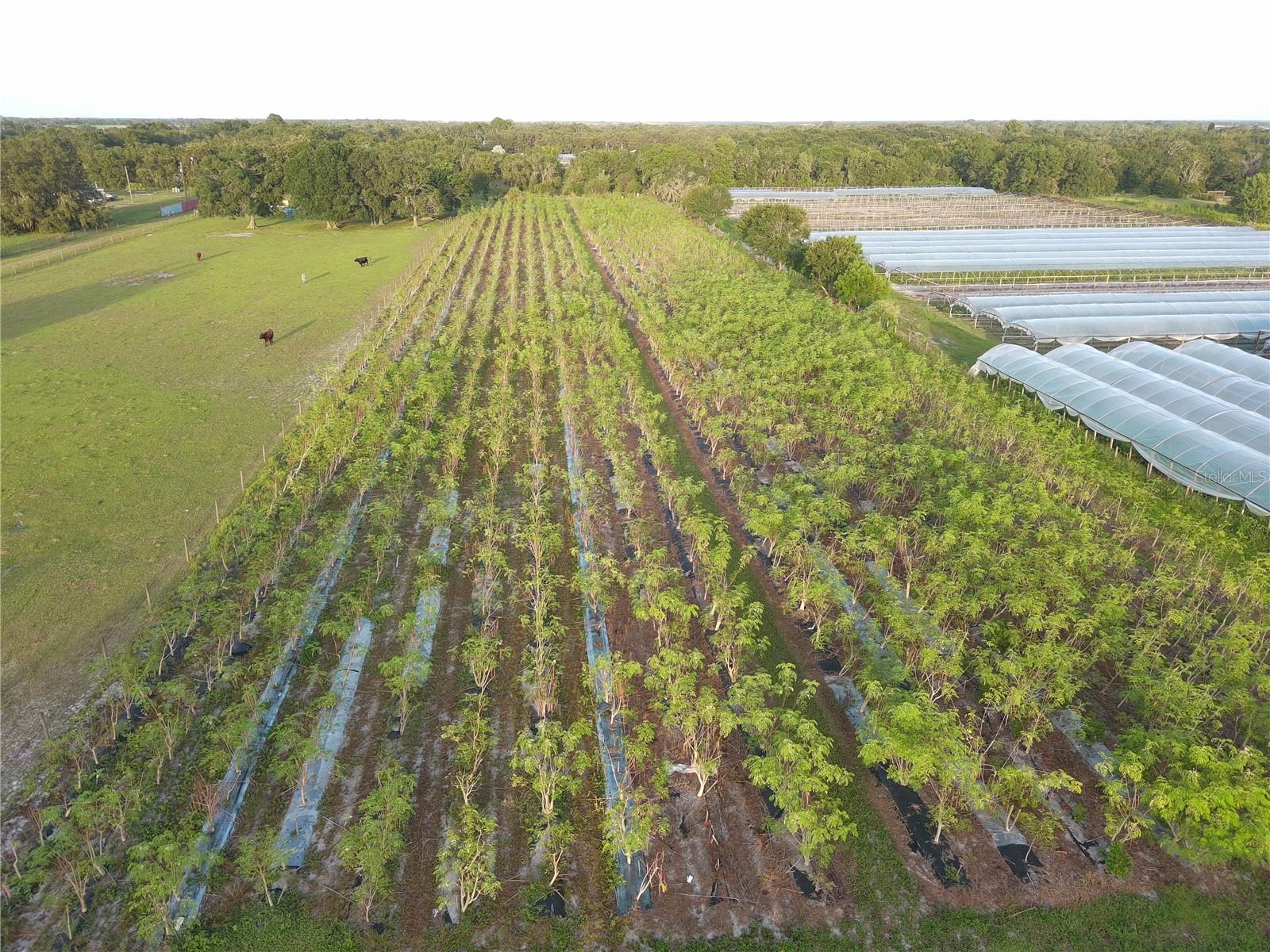 16070 CARLTON LAKE RD, WIMAUMA, FL, 33598