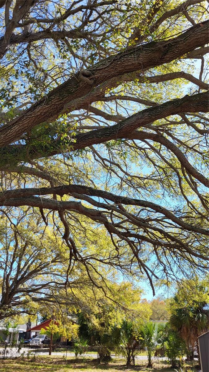 31ST ST S, ST PETERSBURG, FL, 33712