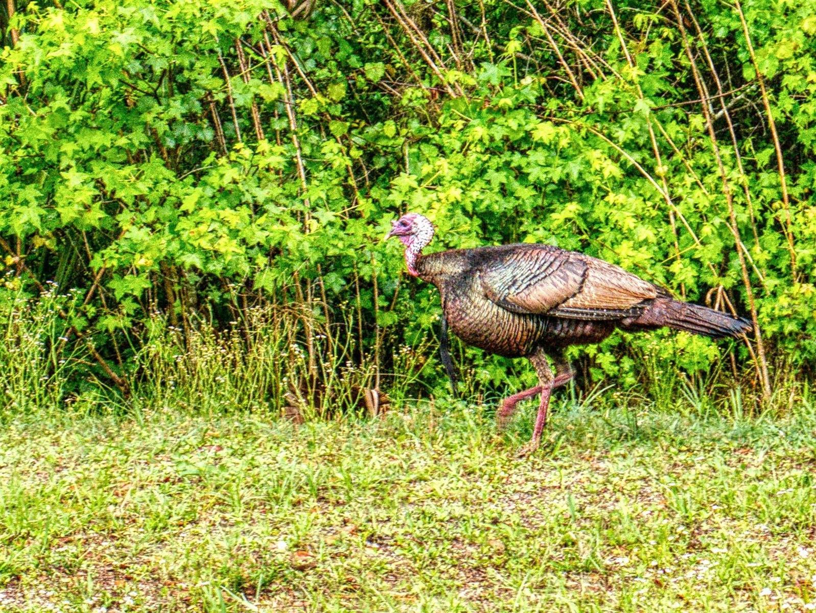 2329 Legacy LN, NEW SMYRNA BEACH, FL, 32168