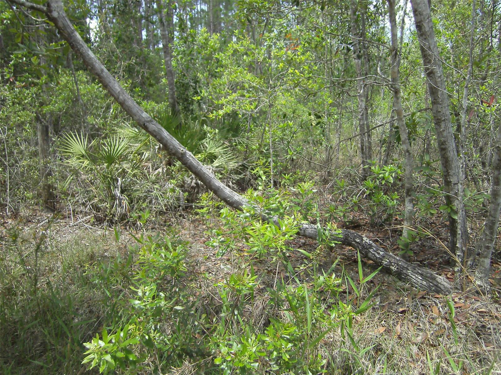 4739 Kola RD, NEW SMYRNA BEACH, FL, 32168