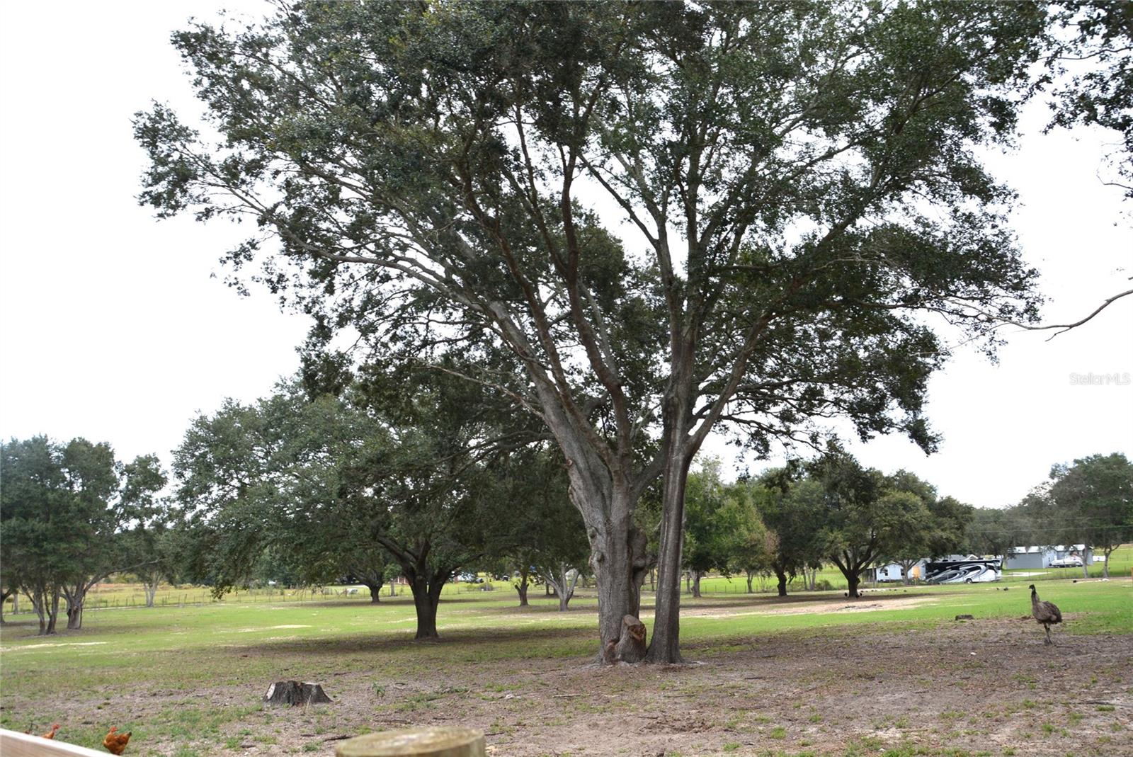 3816 LAKE BRITE ST, GROVELAND, FL, 34736