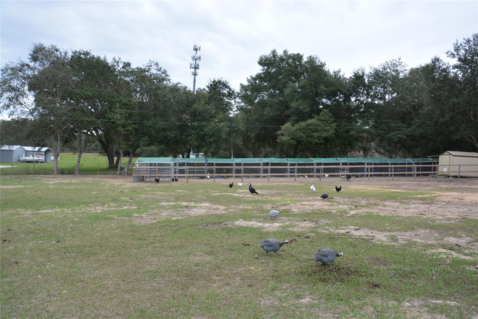 3816 LAKE BRITE ST, GROVELAND, FL, 34736