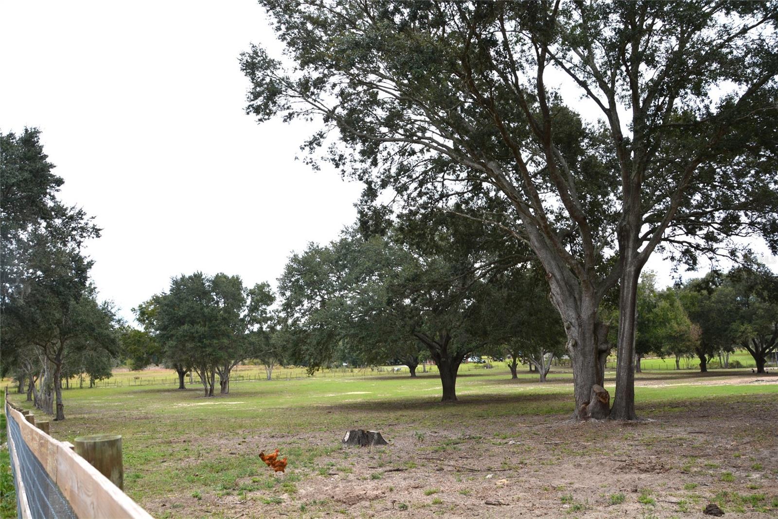 3816 LAKE BRITE ST, GROVELAND, FL, 34736