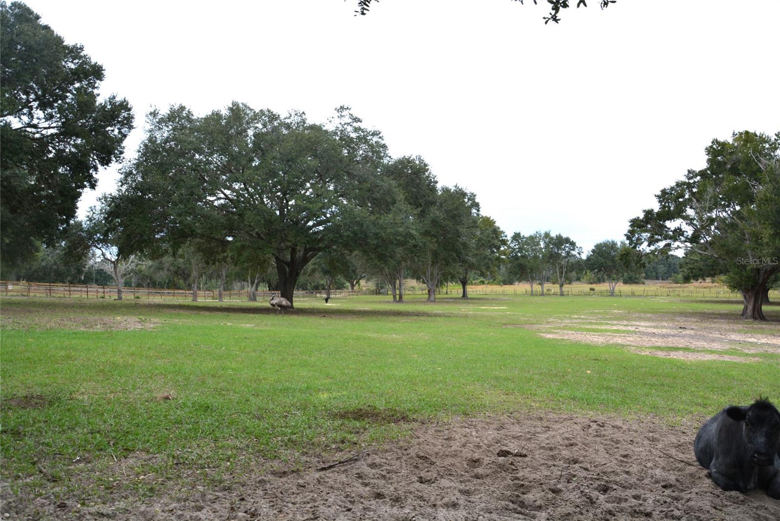 3816 LAKE BRITE ST, GROVELAND, FL, 34736