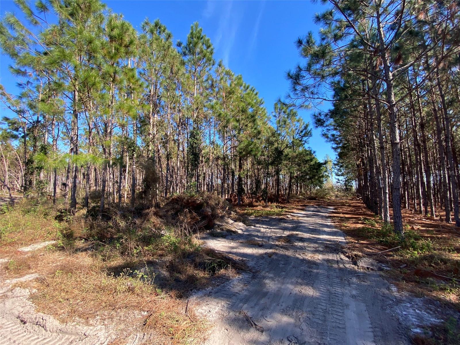 2988 SW CR 534, MAYO, FL, 32066