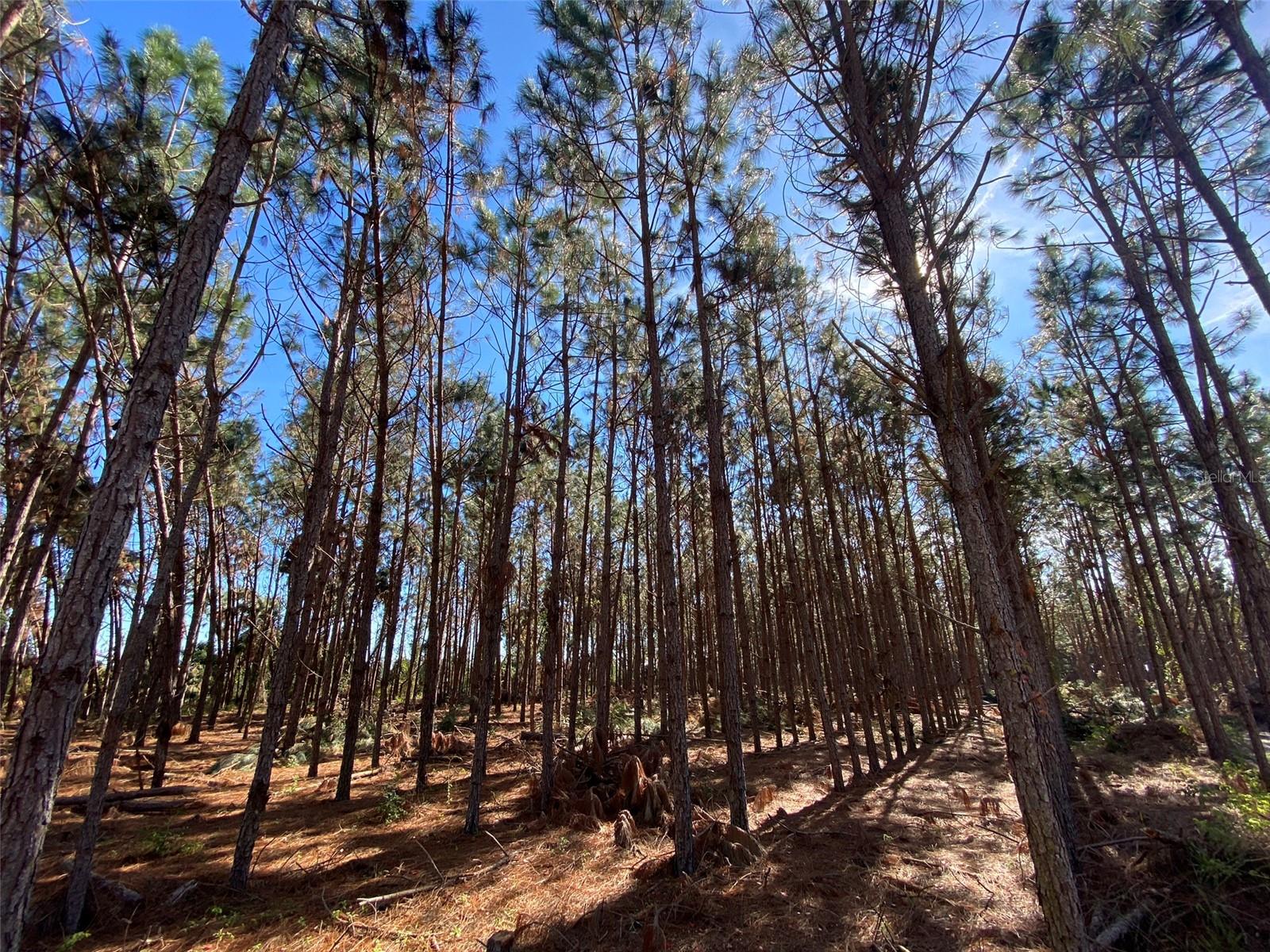 2988 SW CR 534, MAYO, FL, 32066