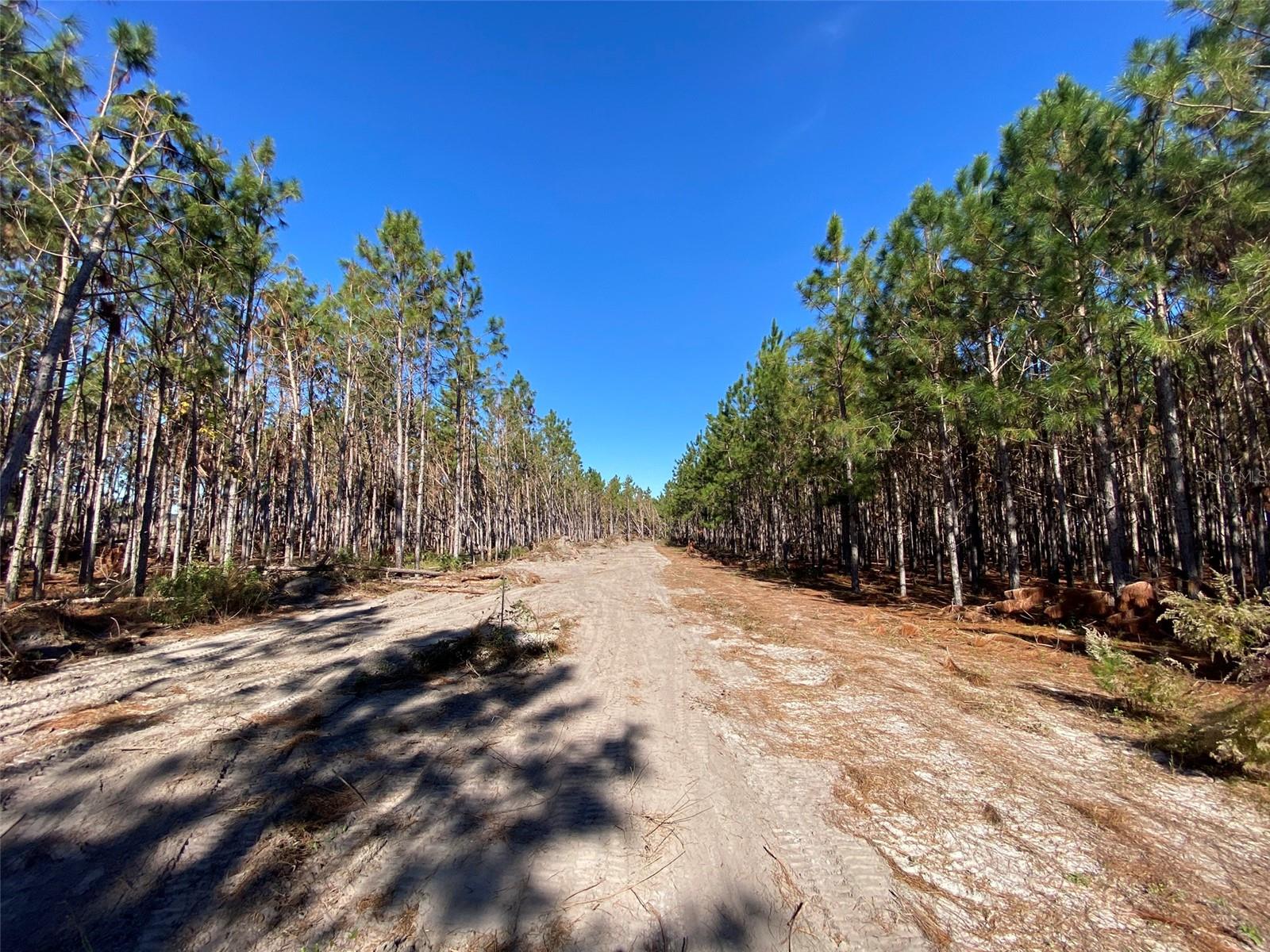 2988 SW CR 534, MAYO, FL, 32066