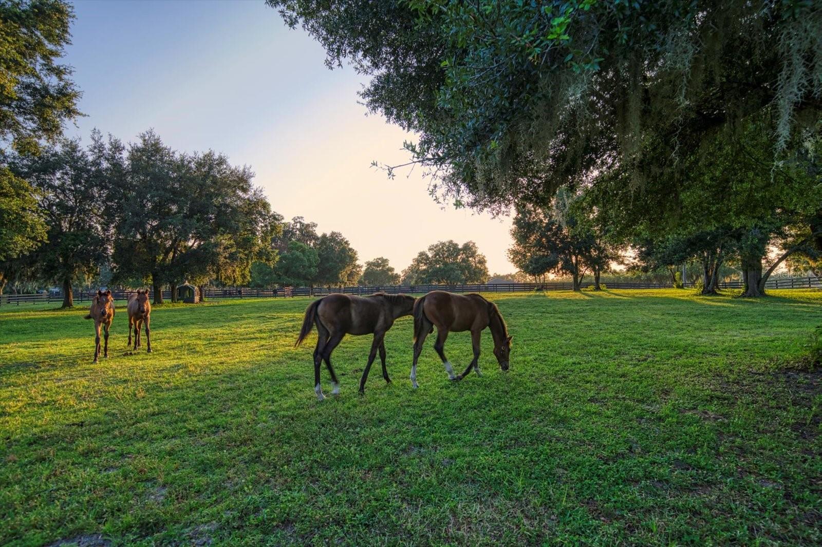 7780 N WHIPPOORWILL TERRACE, HERNANDO, FL, 34442