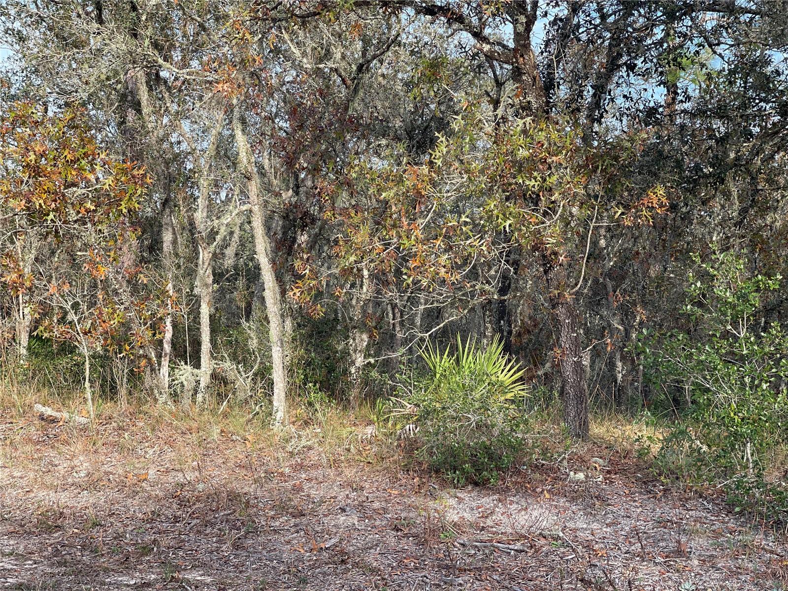 8208 RENOVA DR, WEBSTER, FL, 33597