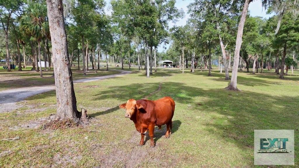 0000 FISHERMANS RD, PAISLEY, FL, 32767