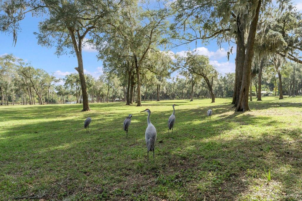 0000 FISHERMANS RD, PAISLEY, FL, 32767