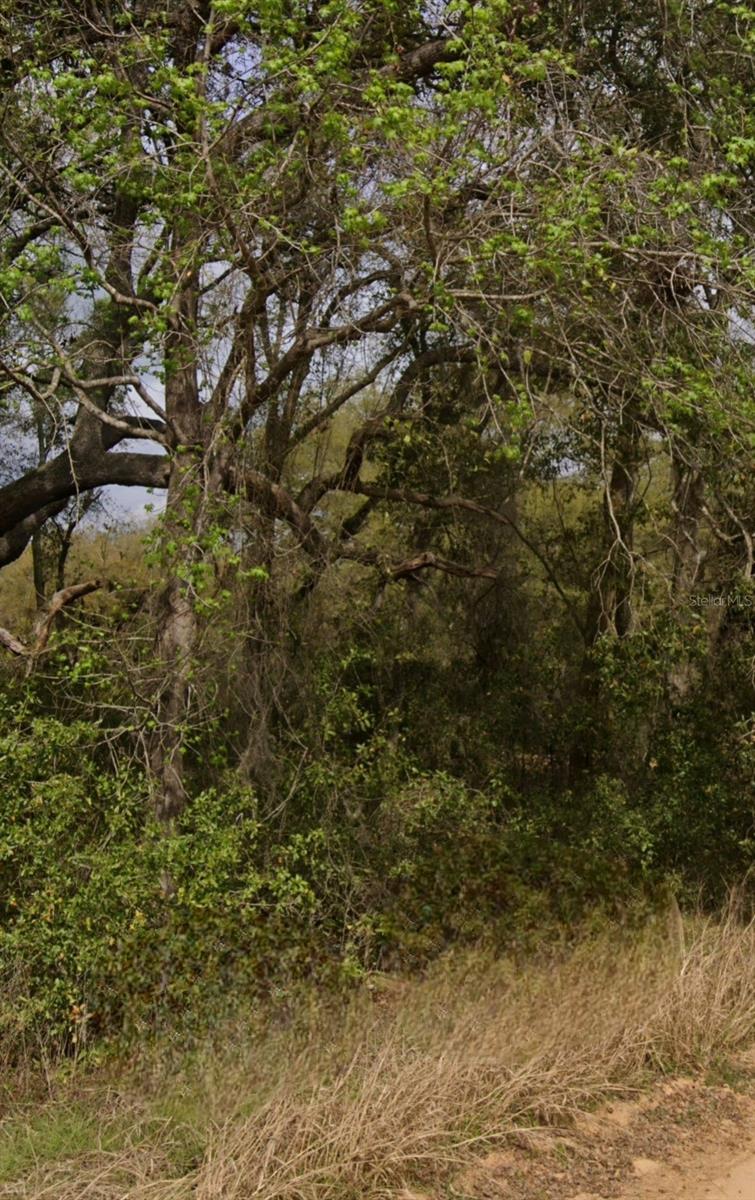 LOT 10 SHIRLEY STREET, INTERLACHEN, FL, 32148