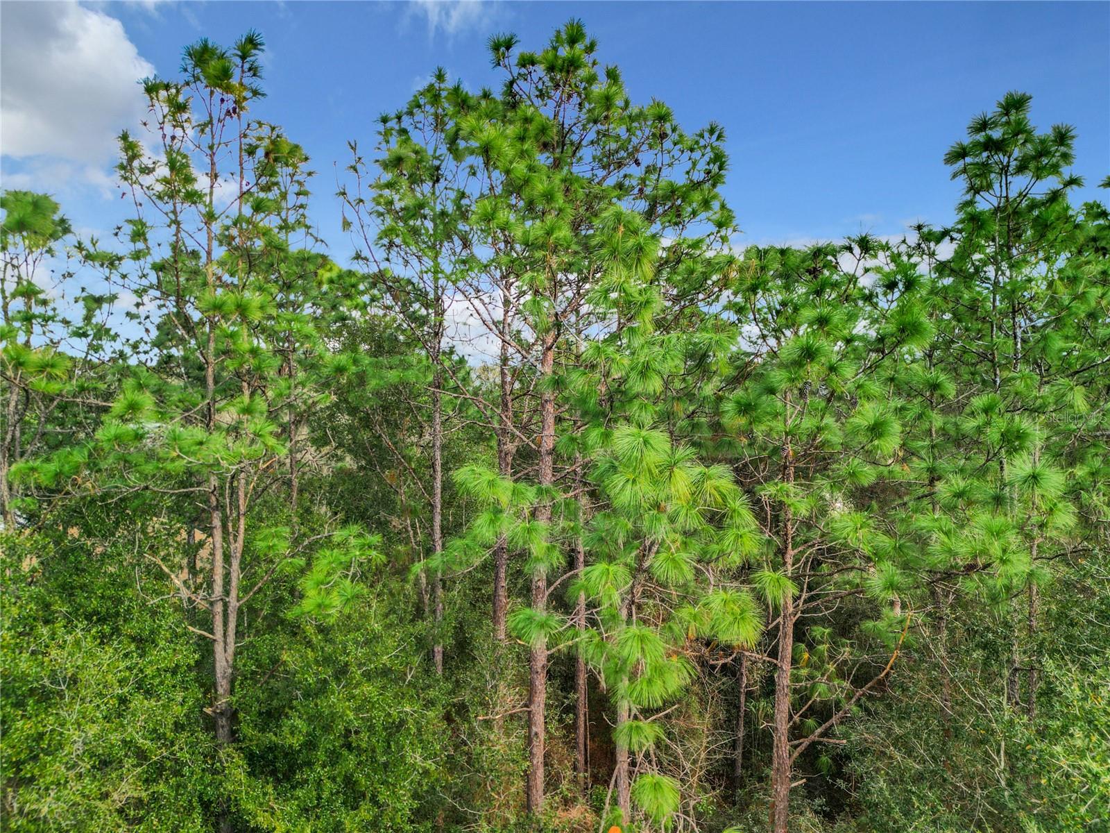 LOT 11 SW 195TH CIR, DUNNELLON, FL, 34432
