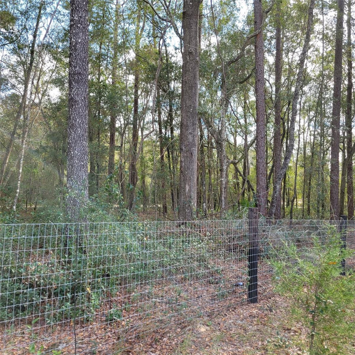 14210 NE 50TH PL, WILLISTON, FL, 32696