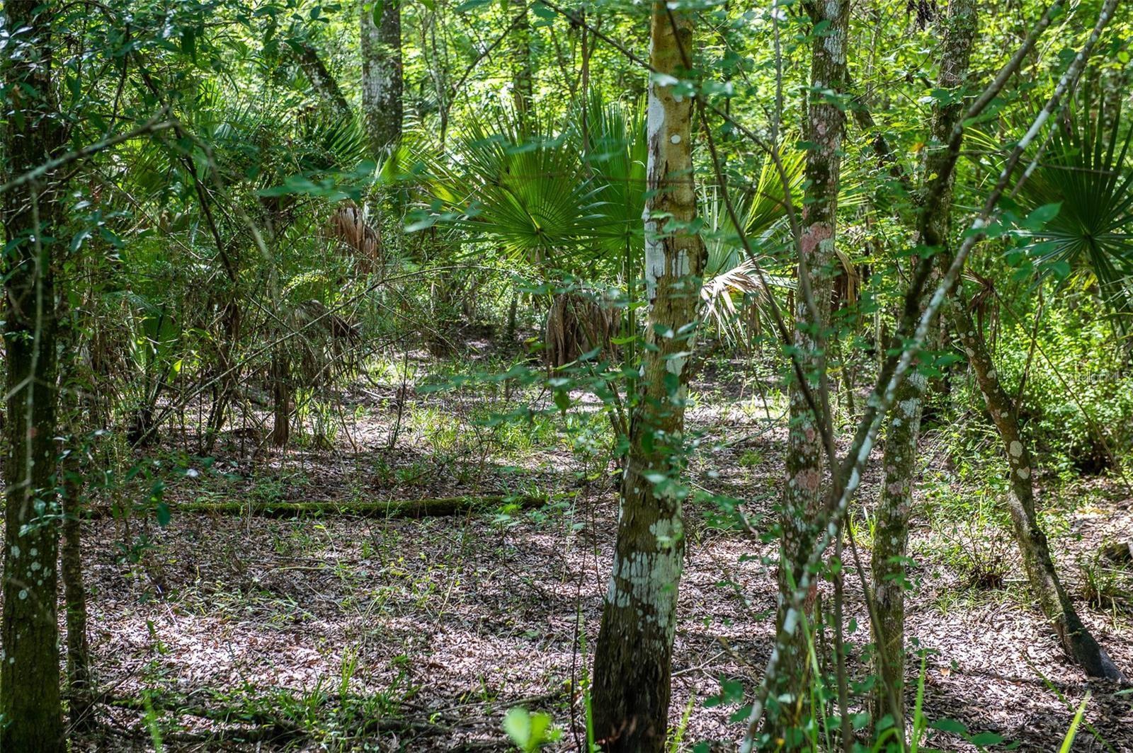 0 CARLTON RD, KATHLEEN, FL, 33849