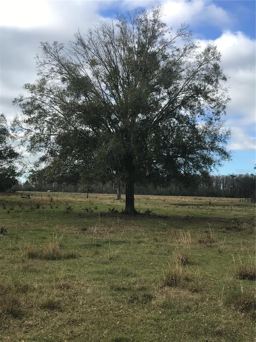 1425 FORT CHRISTMAS RD, CHULUOTA, FL, 32766