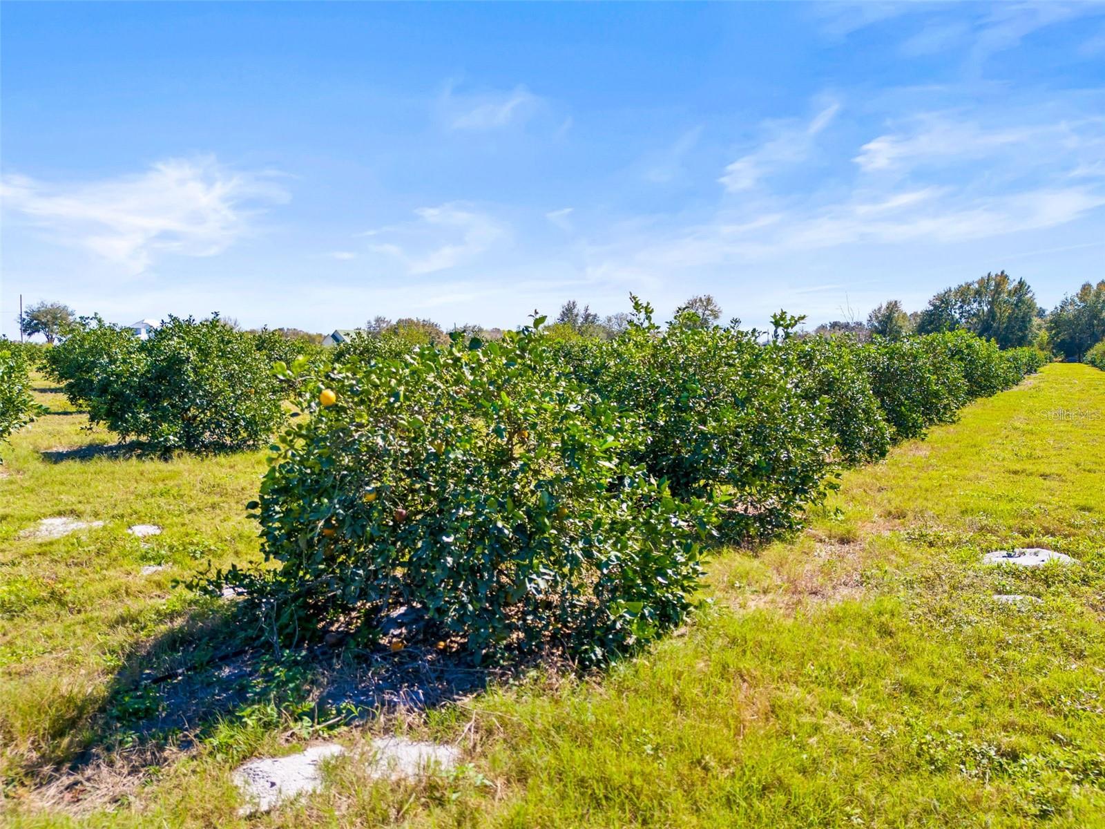 35538 FAIRVIEW HEIGHTS RD, ZEPHYRHILLS, FL, 33541