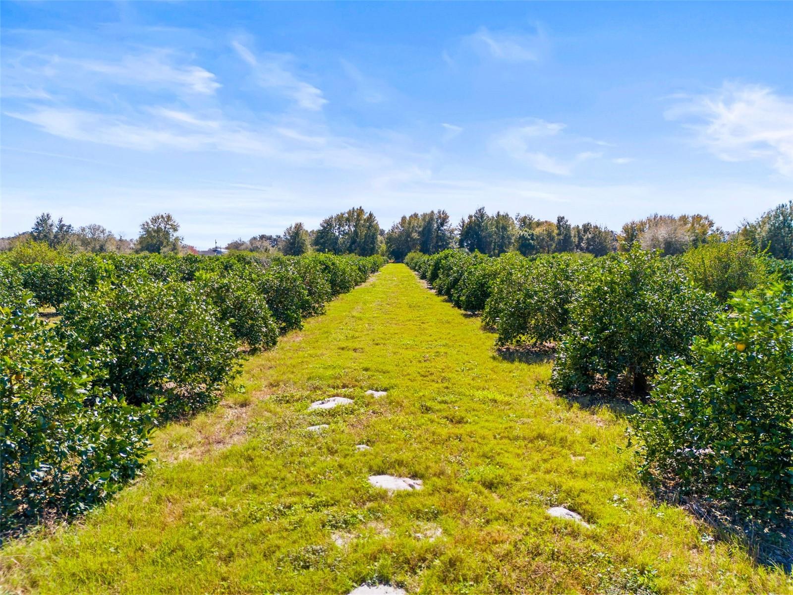 35538 FAIRVIEW HEIGHTS RD, ZEPHYRHILLS, FL, 33541