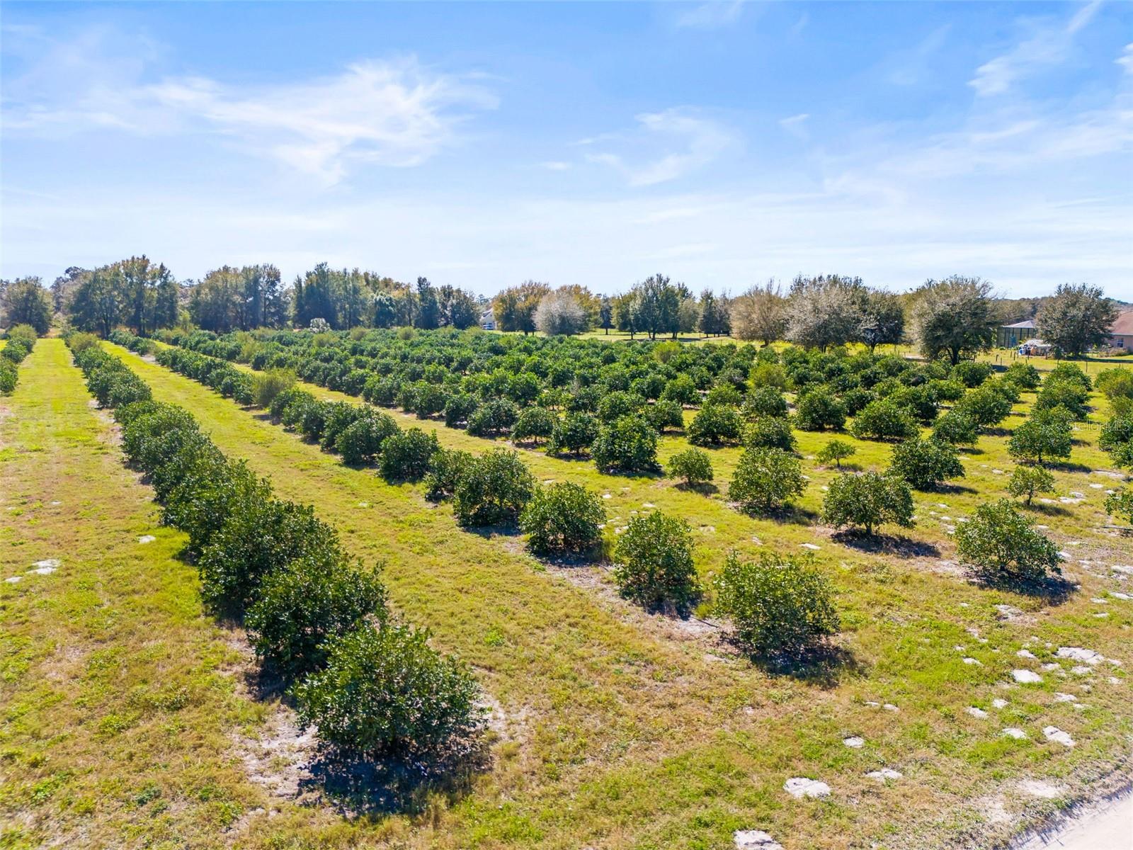 35538 FAIRVIEW HEIGHTS RD, ZEPHYRHILLS, FL, 33541