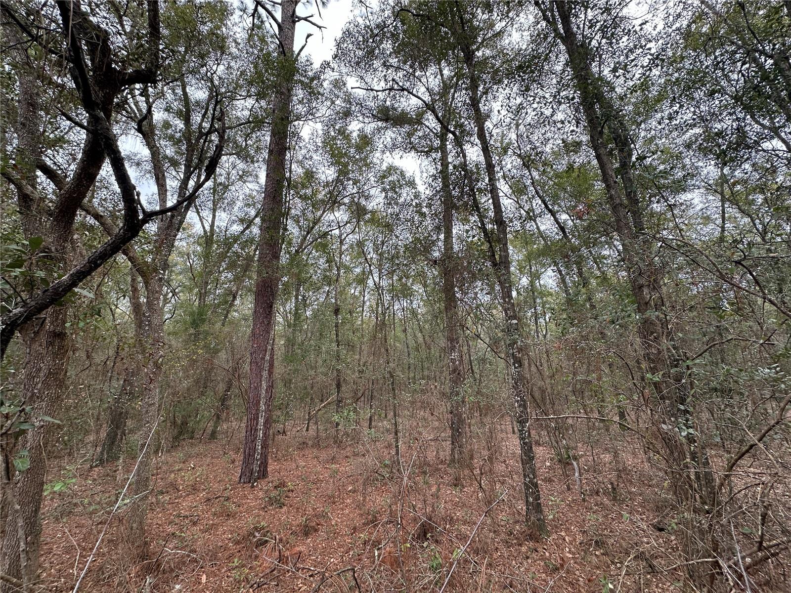 000 SW COUNTY ROAD 138, FORT WHITE, FL, 32038