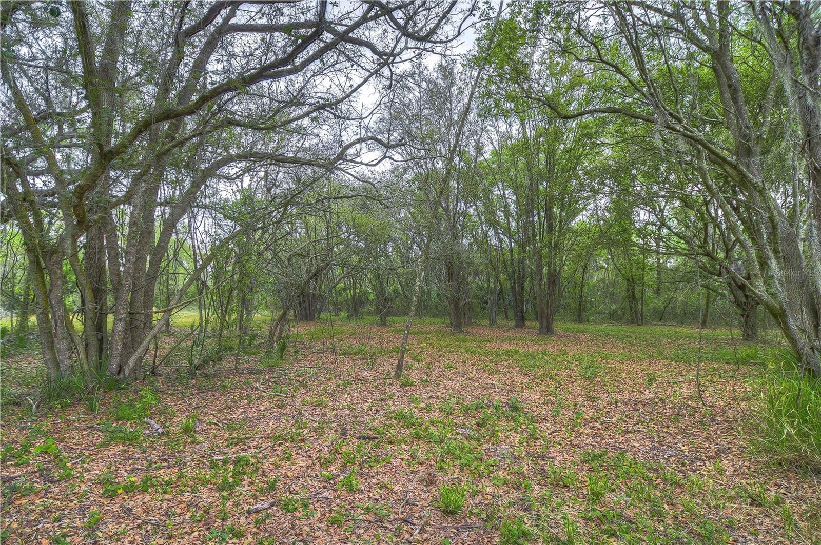 11645 S COUNTY ROAD 39, LITHIA, FL, 33547