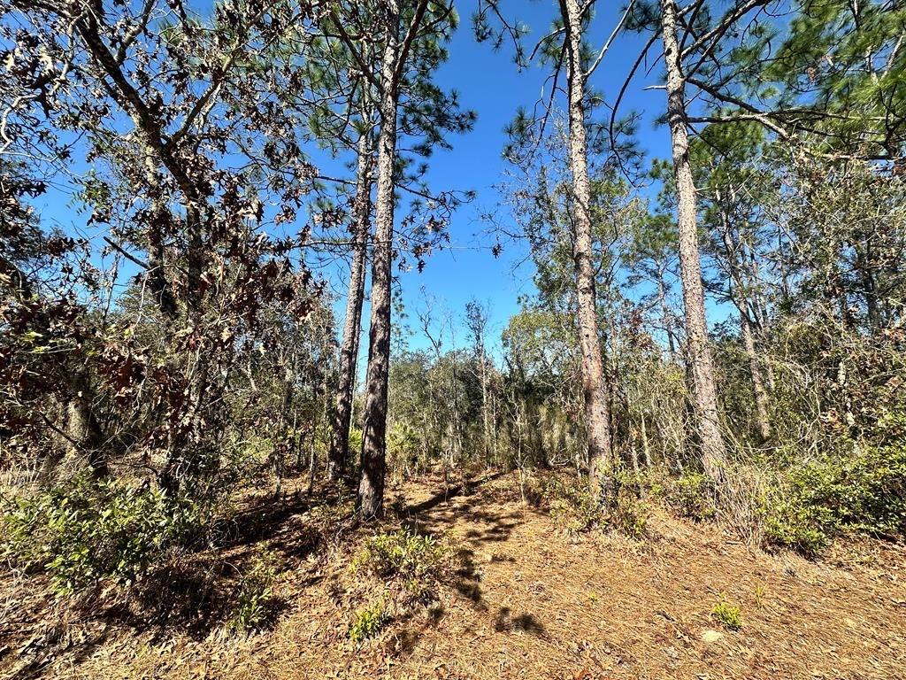 NE 66TH LANE, WILLISTON, FL, 32696