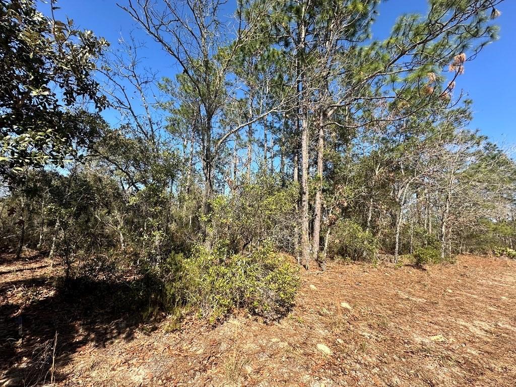 NE 66TH LANE, WILLISTON, FL, 32696