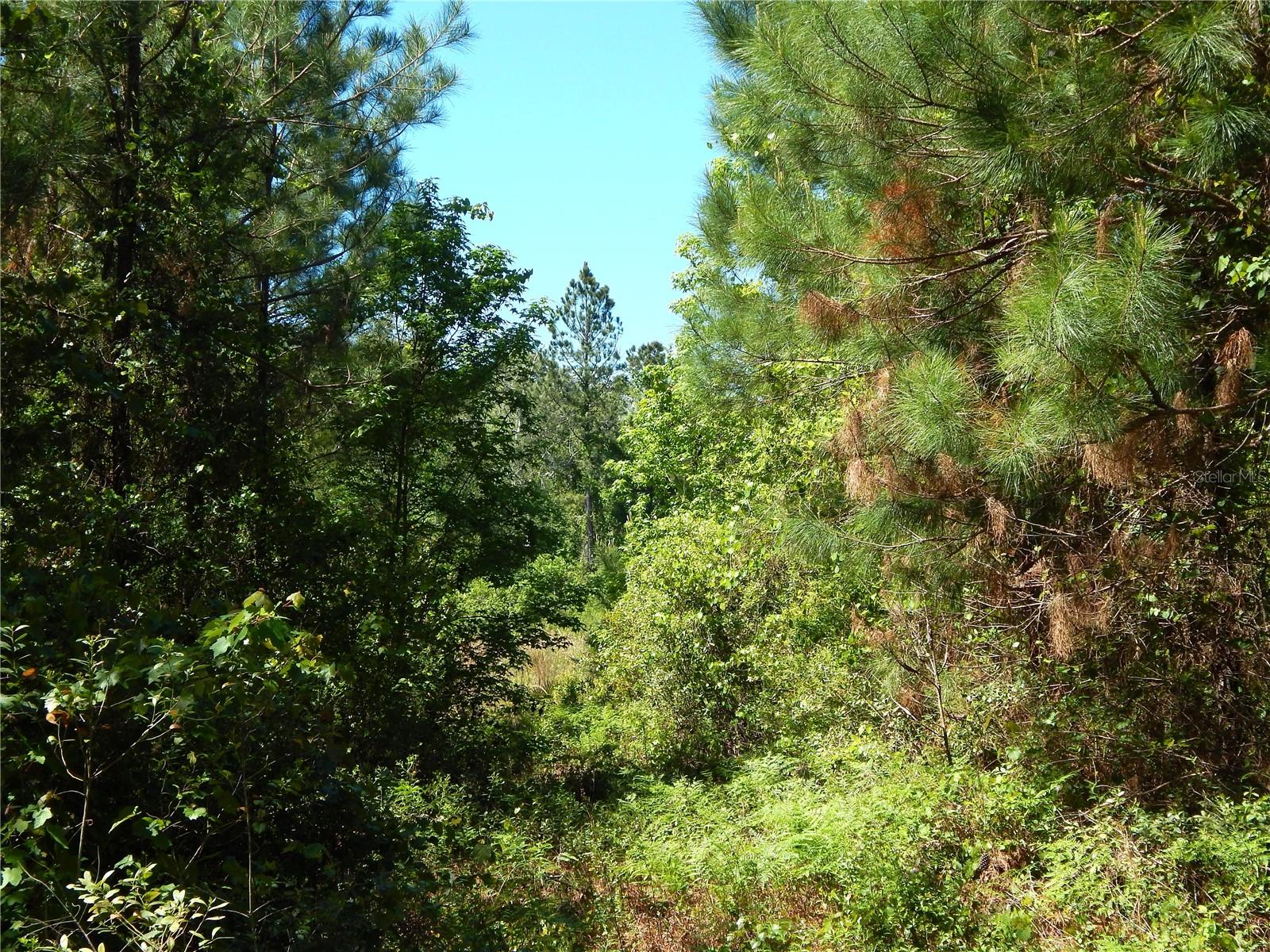 00 NW UNION PARK RD, WELLBORN, FL, 32094