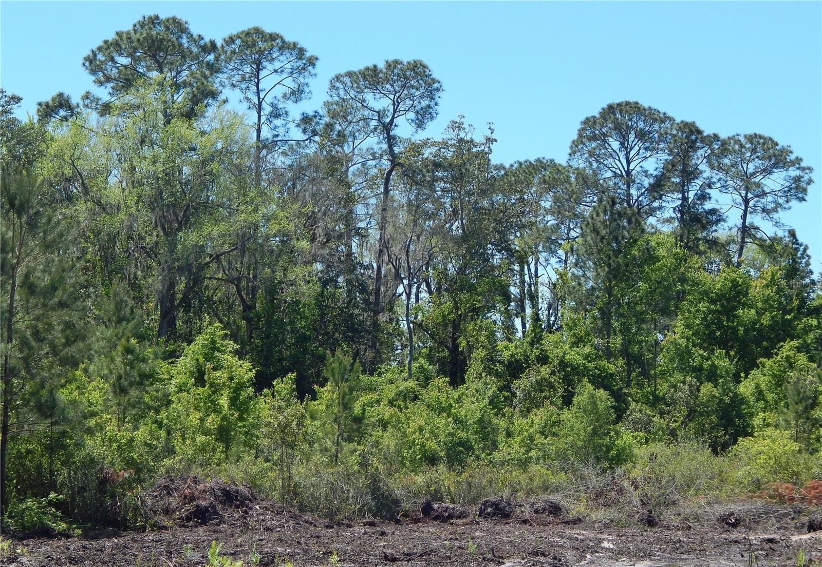 00 NW UNION PARK RD, WELLBORN, FL, 32094