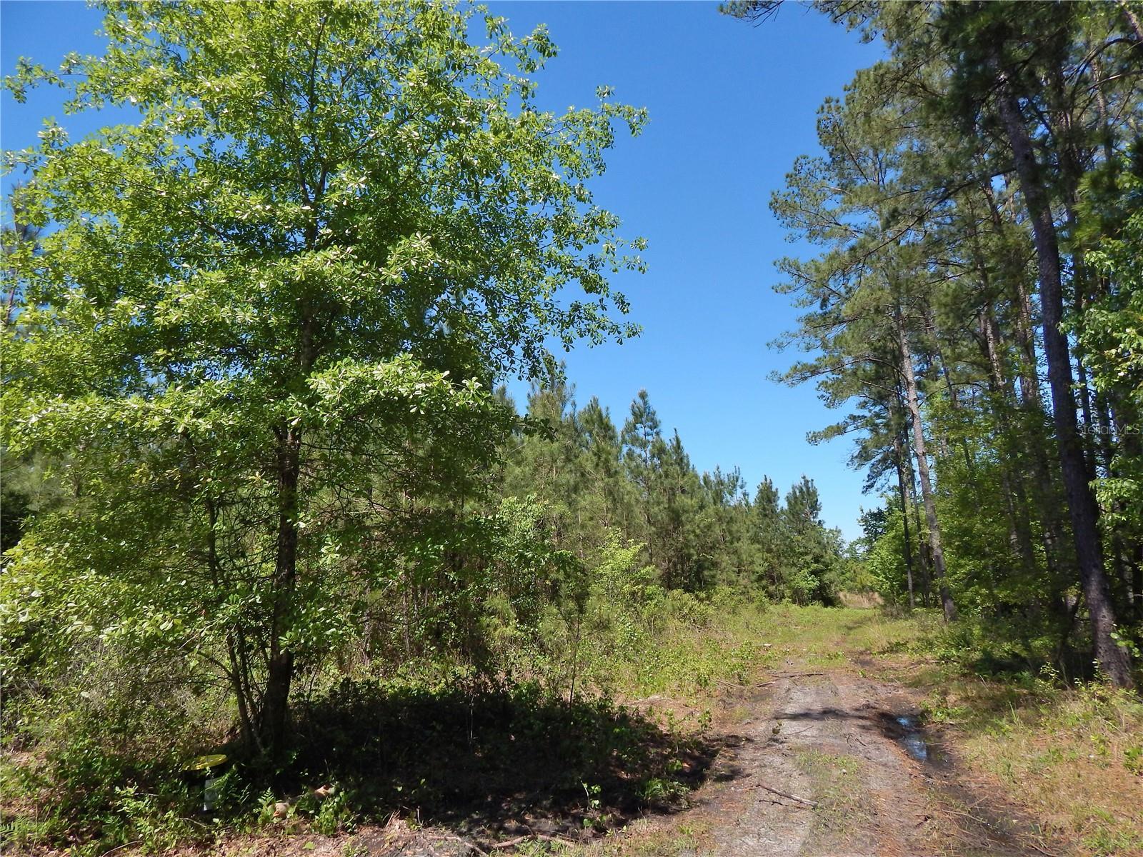00 NW UNION PARK RD, WELLBORN, FL, 32094