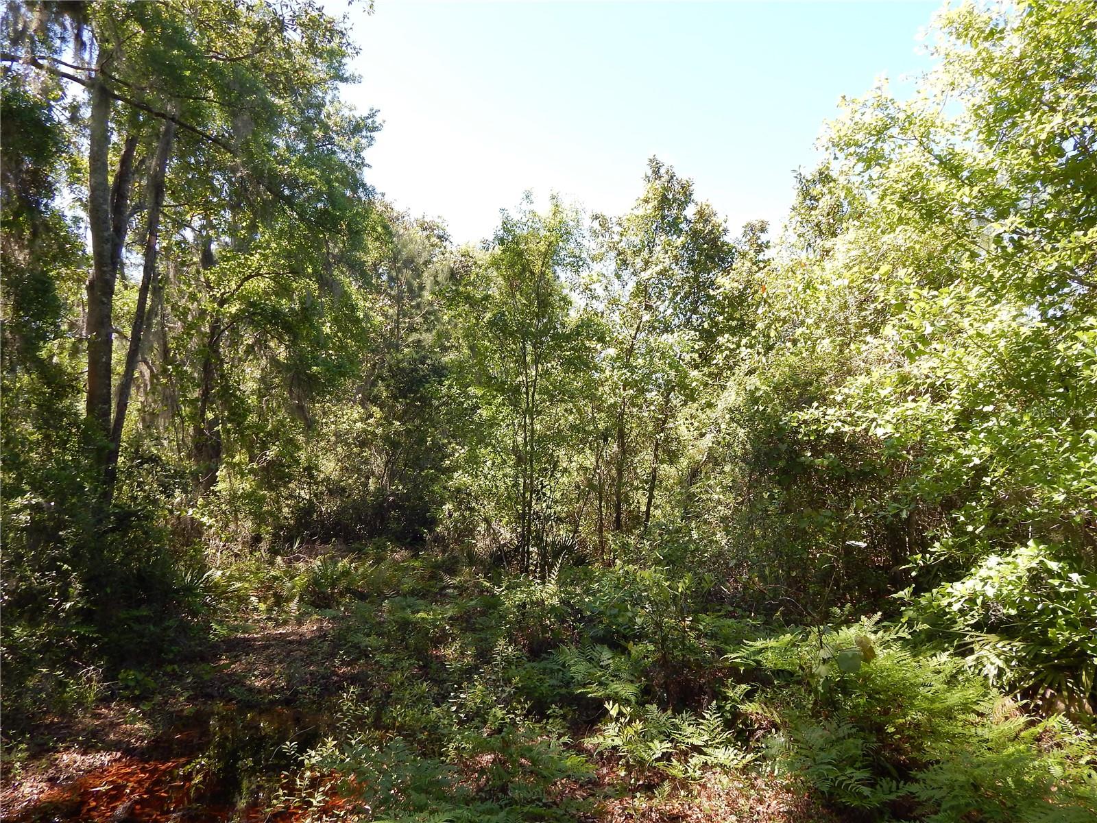 00 NW UNION PARK RD, WELLBORN, FL, 32094
