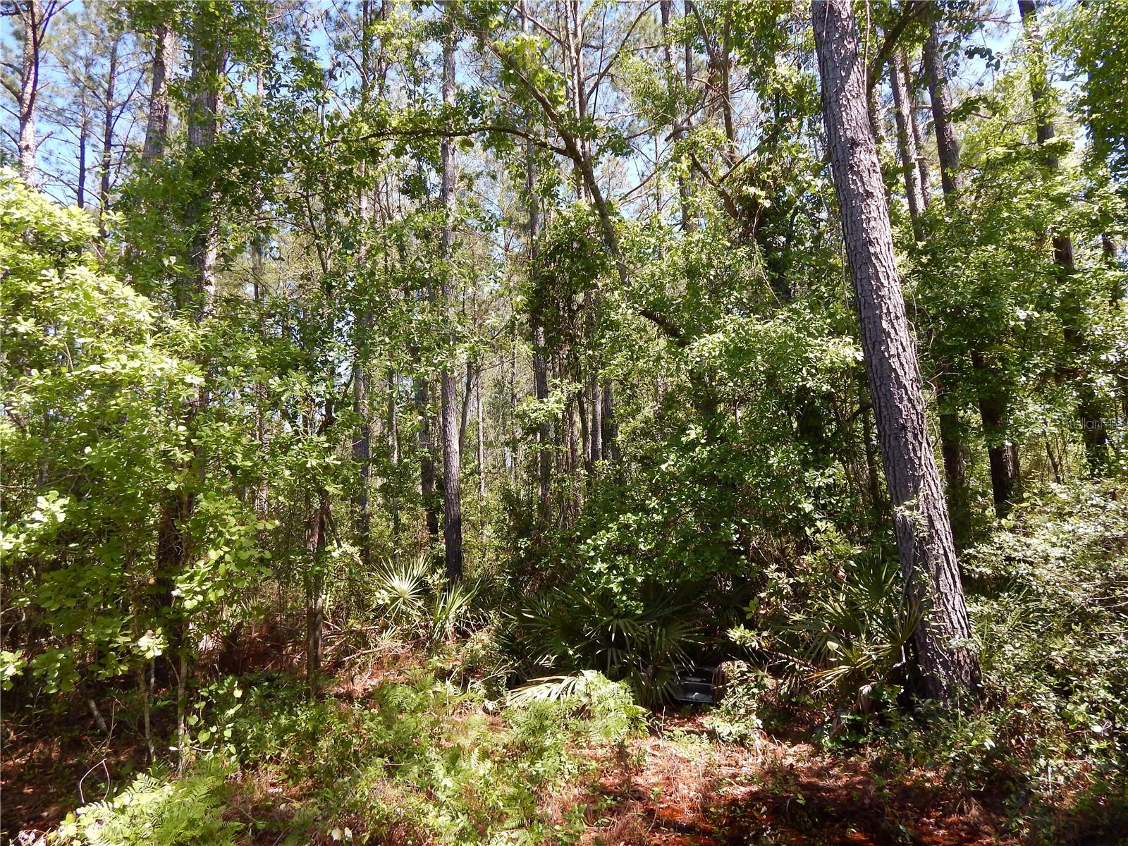 00 NW UNION PARK RD, WELLBORN, FL, 32094