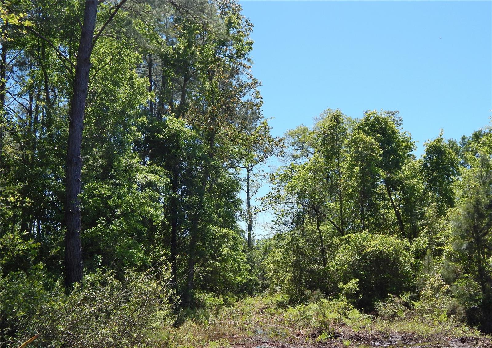 00 NW UNION PARK RD, WELLBORN, FL, 32094