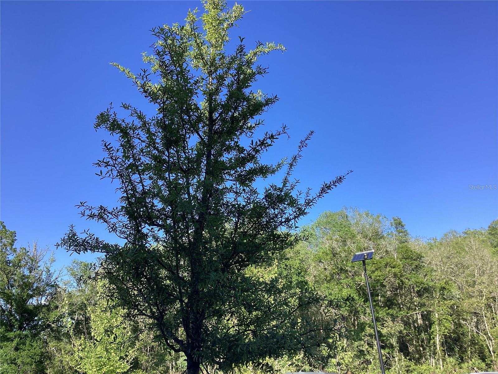 17522 N NECTAR FLUME DR, LAND O LAKES, FL, 34638