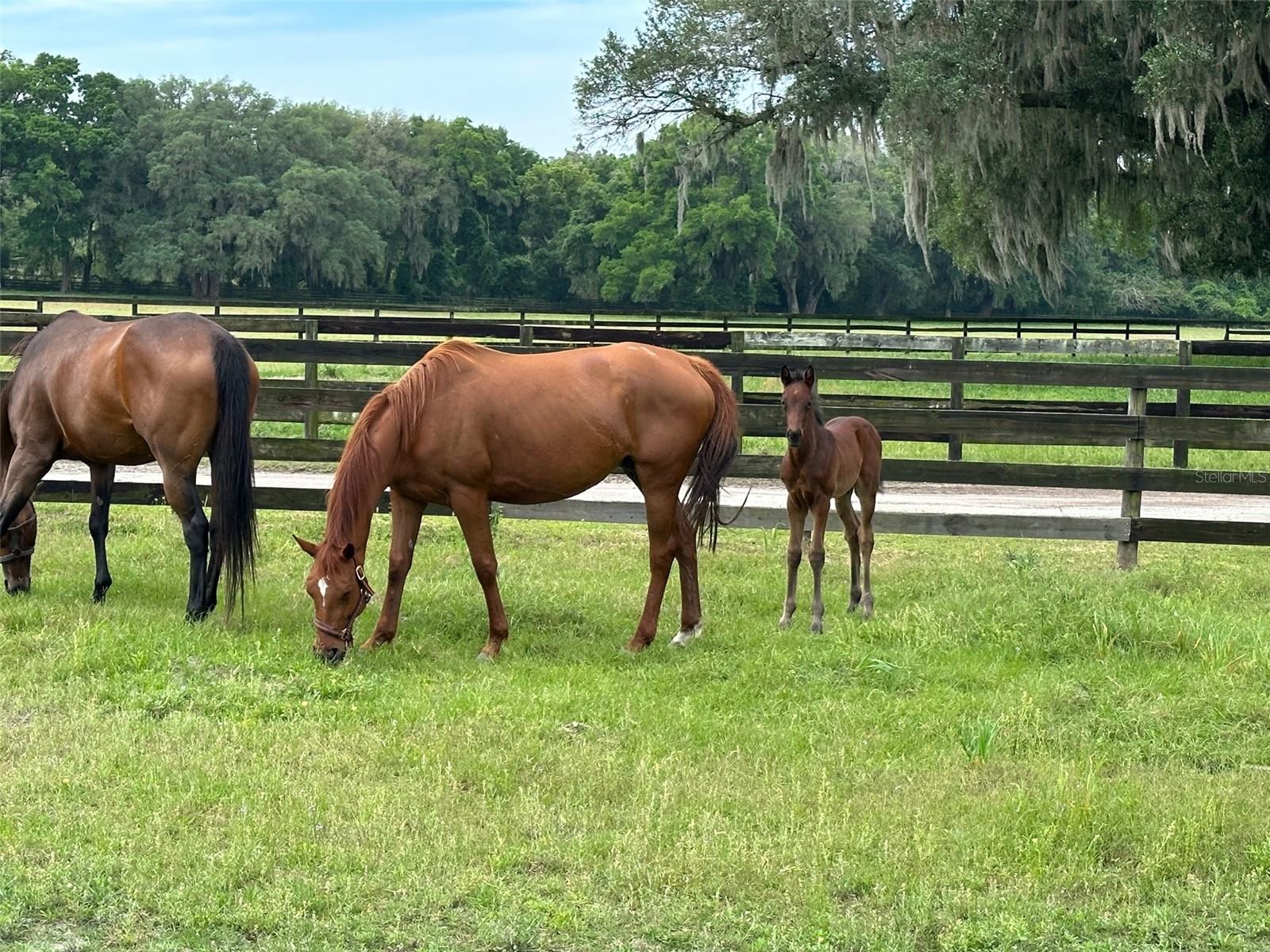 OM676140 Property Photo